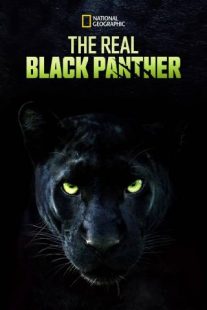 دانلود مستند The Real Black Panther 2020229564-1990203681