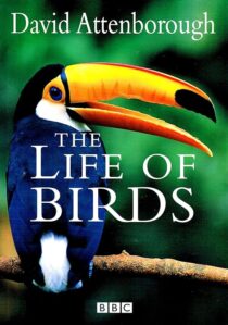 دانلود مستند The Life of Birds382058-1479099170