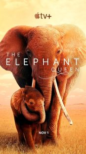 دانلود فیلم The Elephant Queen 2018441570-591448201