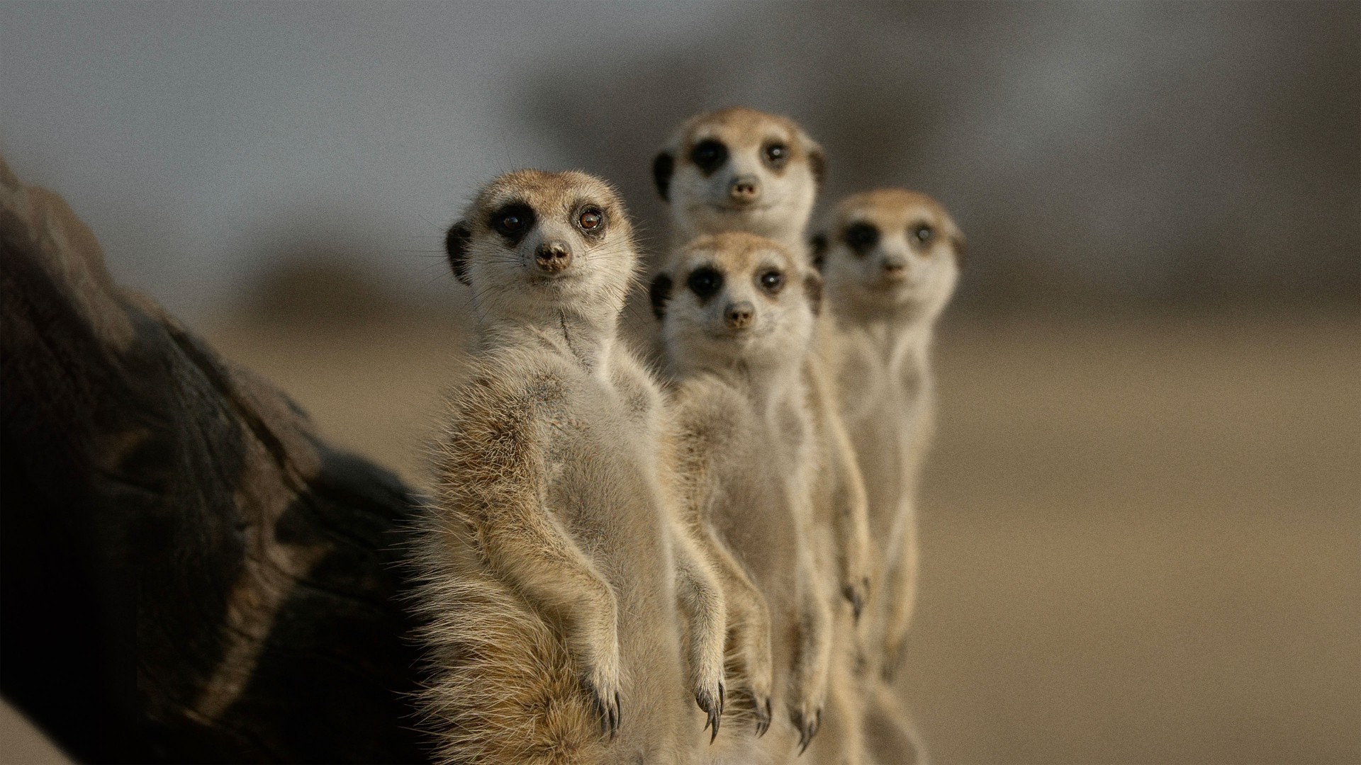 دانلود مستند The Secret Lives of Animals